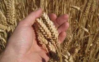 ОМСКАЯ КРАСА