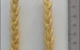 САРАТОВСКАЯ 74