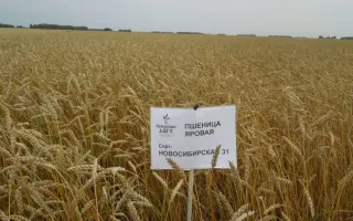 НОВОСИБИРСКАЯ 31