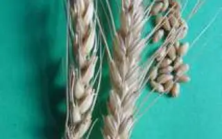 САРАТОВСКАЯ 73