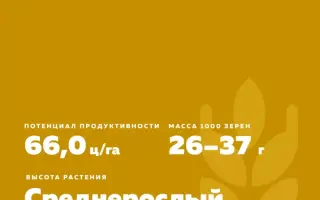 КИНЕЛЬСКАЯ НИВА