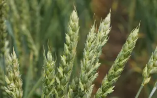 АЛТАЙСКАЯ 105