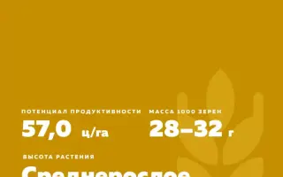 ВОРОНЕЖСКАЯ 12