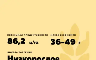 КАЗАНСКАЯ ЮБИЛЕЙНАЯ