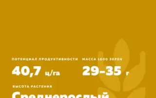 ТУЛАЙКОВСКАЯ ЗОЛОТИСТАЯ