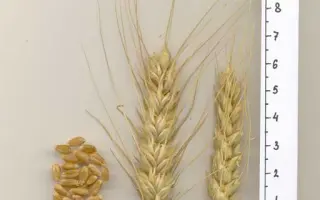 САРАТОВСКАЯ 68