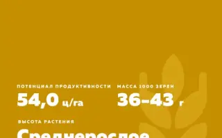 НОВОСИБИРСКАЯ 29