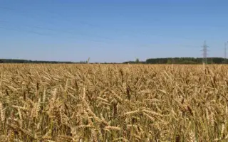 КОШЕЛЁВСКАЯ