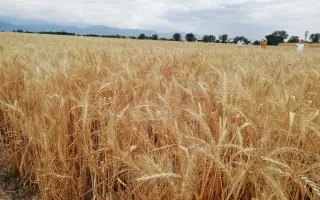 АЙСБЕРГ ОДЕССКИЙ