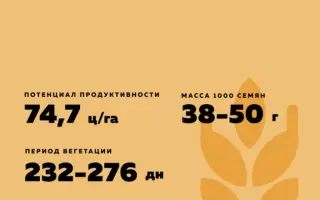 СТЕПНОЙ ЯНТАРЬ