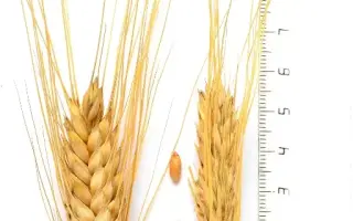 АГАТ ДОНСКОЙ