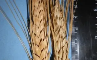 ПАМЯТИ ВАСИЛЬЧУКА