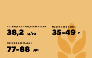 БЕЗЕНЧУКСКАЯ ЗОЛОТИСТАЯ