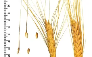 НОВОДОНСКАЯ