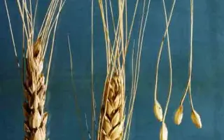 САРАТОВСКАЯ ЗОЛОТИСТАЯ