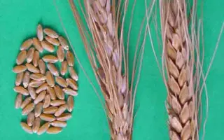 КРАСНОКУТКА 10