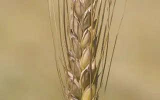 ПАМЯТИ ЯНЧЕНКО