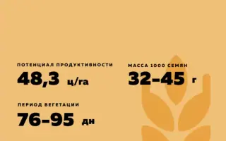 БЕЗЕНЧУКСКАЯ НИВА