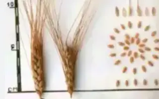 ОМСКАЯ СТЕПНАЯ