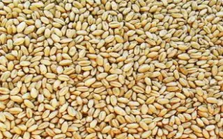 ДОНСКАЯ ЭЛЕГИЯ