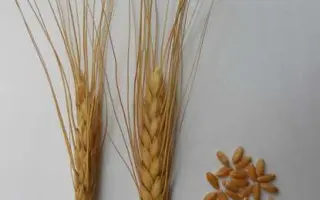 КРАСНОКУТКА 13