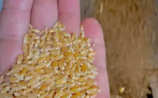 БЕЗЕНЧУКСКАЯ 205