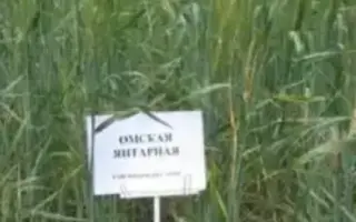 ОМСКАЯ ЯНТАРНАЯ