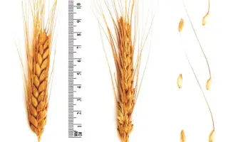 ВОЛЬНОДОНСКАЯ