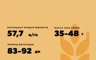 ОМСКИЙ КОРУНД