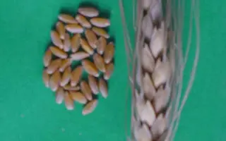 ЕЛИЗАВЕТИНСКАЯ