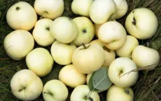 НАЛИВ БЕЛЫЙ