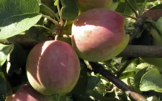 ФЕСТИВАЛЬНОЕ