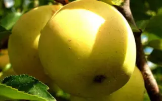 ТЕЛЛИСААРЕ