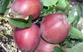 ПРЕДГОРНОЕ