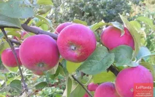 МОСКОВСКОЕ КРАСНОЕ