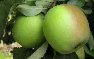 ПАМЯТЬ ПОКРОВСКОЙ А.С.