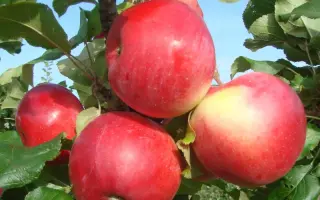 БЛАГОДАТНОЕ КОЛЬЦО