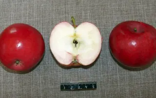 ЛЕТНЕЕ АЛОЕ