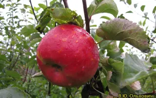 РЕНЕТ КАРПОВА