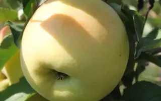 ГОЛДЕН ОРАНДЖ