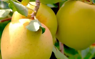 ГОЛДЕН РЕЗИСТЕНТ