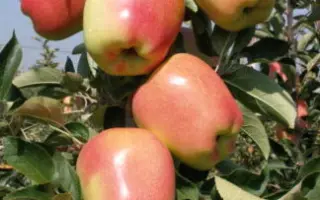 ГОЛДЕН РУЖИНА