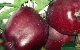 ЭРЛИ РЕД ВАН