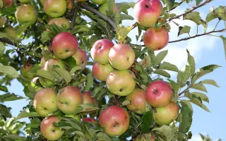 БЛЕК МЕКИНТОШ