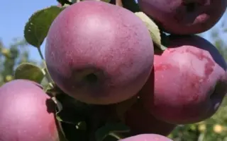 ВИЛЬЯМС ПРАЙД