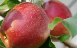 ЗВЕЗДА АРТЕМЬЕВА