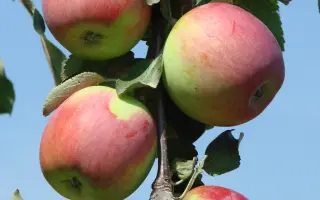 ТАМБОВСКОЕ