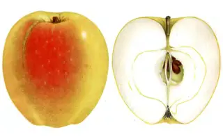 ПЕПИН ЧЕРНЕНКО