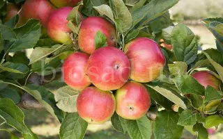 РЕД АЙДАРЕД