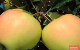 РЕНЕТ ПОВОЛЖЬЯ